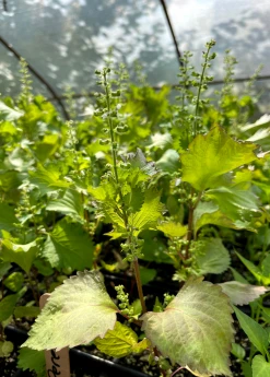 Sow Exotic Medicinal & Culinary Herbs Korean Perilla (Perilla Frutescens)