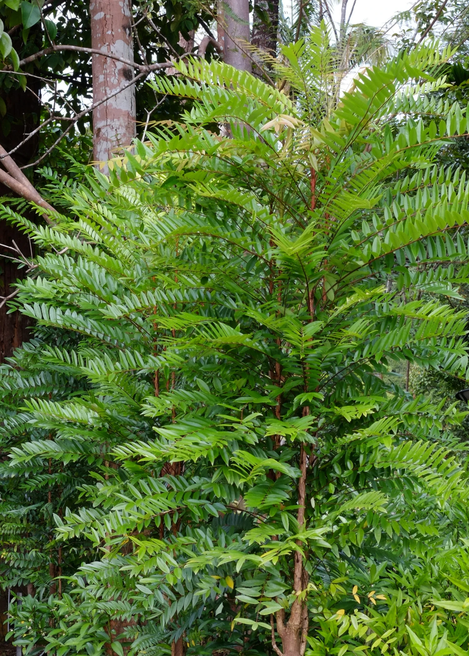 Sow Exotic Longjack, Tongkat Ali (Eurycoma Longifolia) Medicinal & Culinary Herbs 1 Sow Exotic Longjack, Tongkat Ali (Eurycoma Longifolia) Medicinal & Culinary Herbs