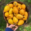 Sow Exotic Tropical Fruit & Spice Trees Loquat 'Christmas' (Eriobotrya Japonica)