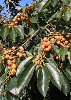 Sow Exotic Lotus Plum (Diospyros Lotus) Tropical Fruit & Spice Trees