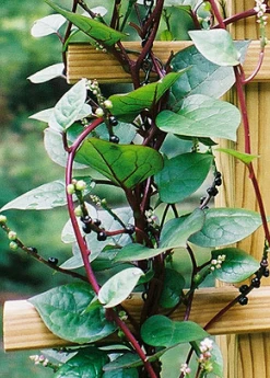 Sow Exotic Medicinal & Culinary Herbs Malabar Spinach (Basella Alba) 9 Sow Exotic Medicinal & Culinary Herbs Malabar Spinach (Basella Alba)