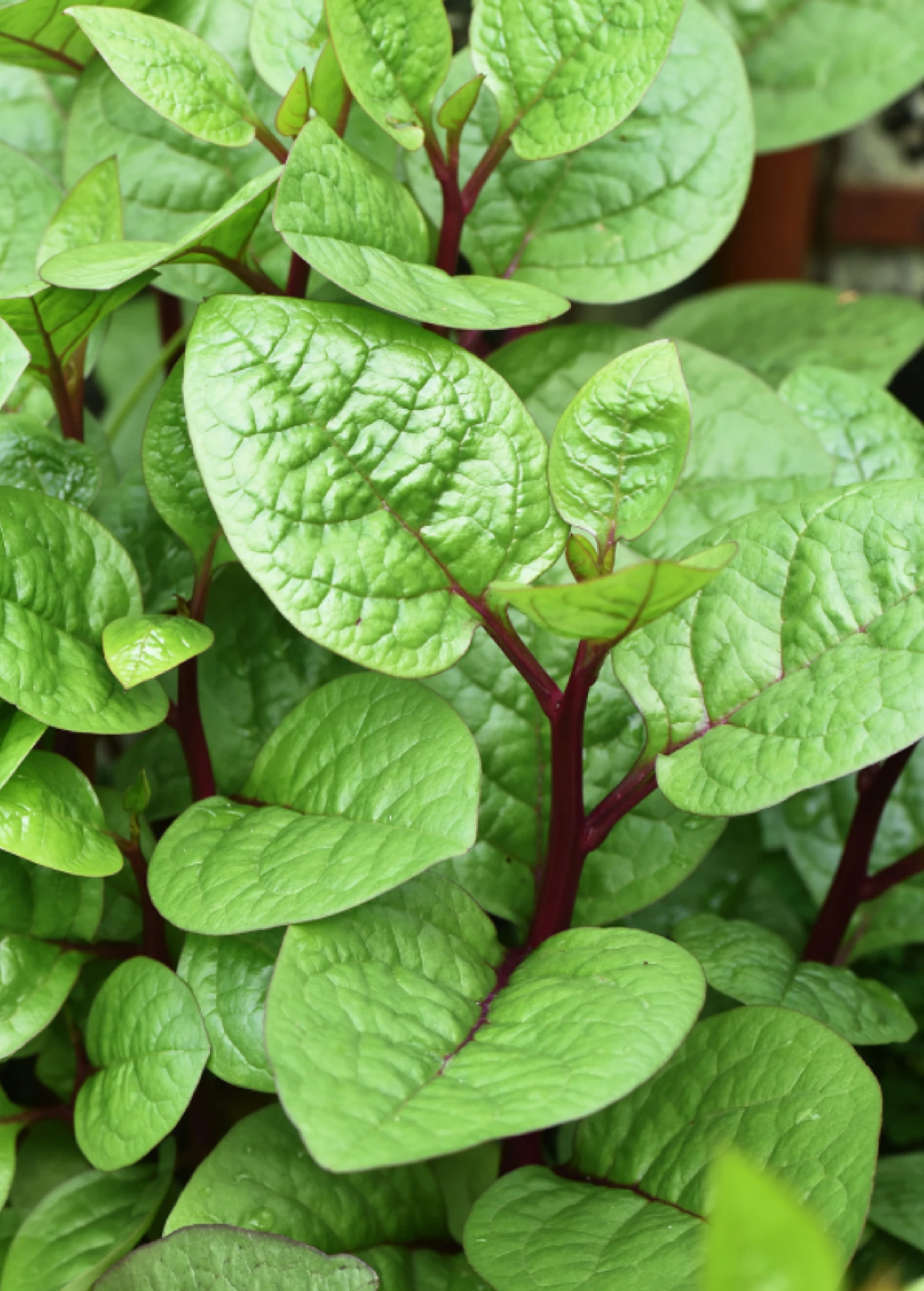 Sow Exotic Medicinal & Culinary Herbs Malabar Spinach (Basella Alba) 4 Sow Exotic Medicinal & Culinary Herbs Malabar Spinach (Basella Alba)