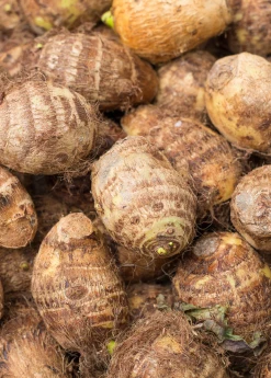 Sow Exotic Malanga (Xanthosoma Sagittifolium)