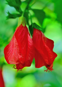 Sow Exotic Turk's Cap (Malvaviscus Arboreus)