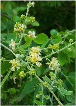 Sow Exotic Manila Tamarind, Camachile (Pithecellobium Dulce) Tropical Fruit & Spice Trees