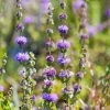 Sow Exotic Pennyroyal (Mentha Pulegium)