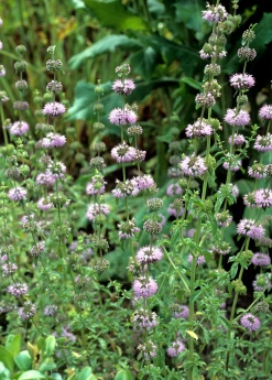 Sow Exotic Pennyroyal (Mentha Pulegium)