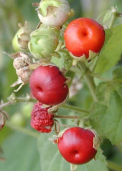 Sow Exotic Manzanilla (Malvaviscus Arboreus Var. Drummondii) Rare Fruiting Plants