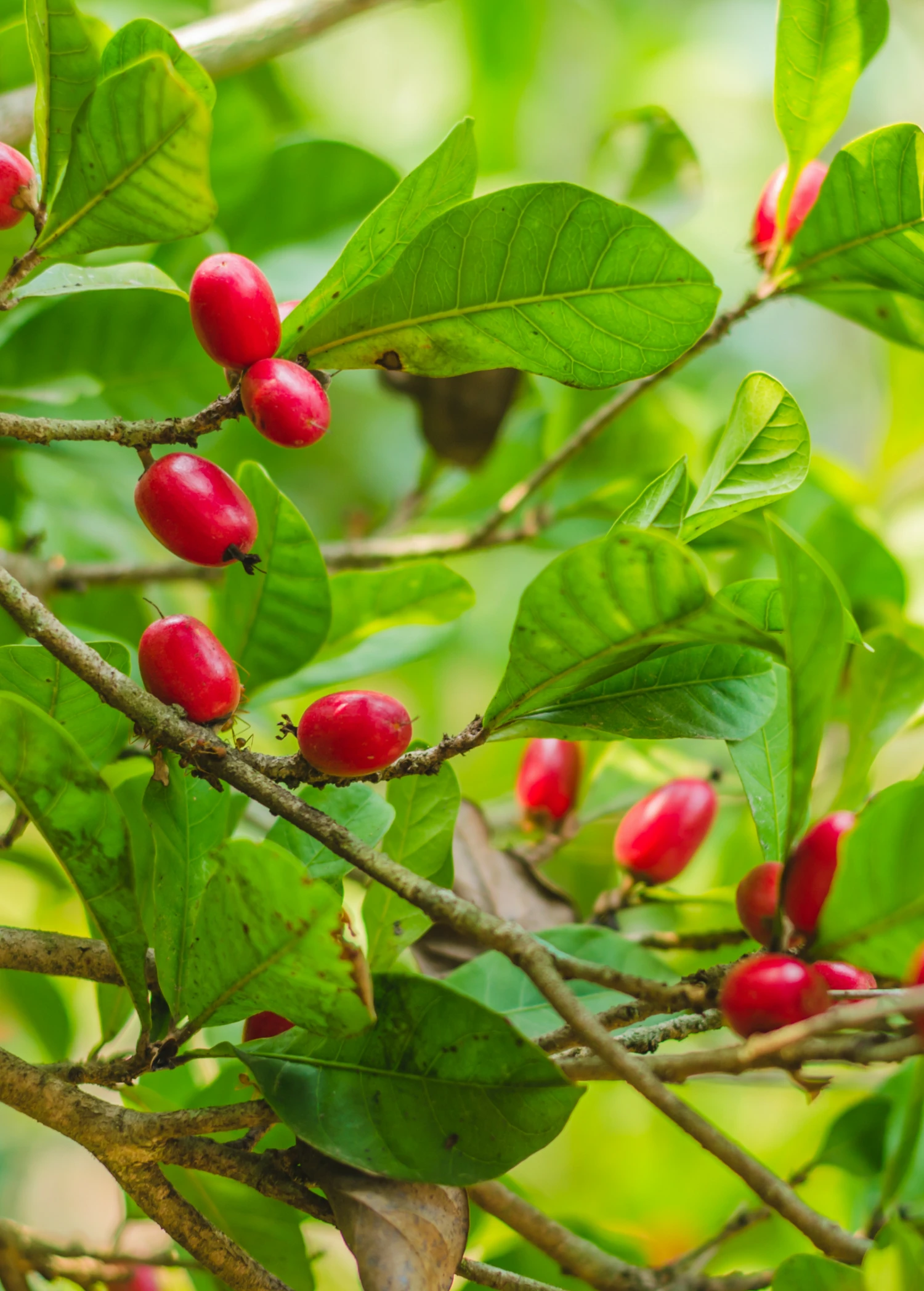 Sow Exotic Miracle Fruit (Synsepalum Dulcificum) 1 Sow Exotic Miracle Fruit (Synsepalum Dulcificum)