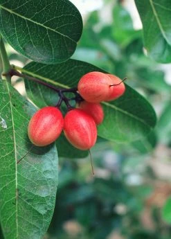 Sow Exotic Miracle Fruit (Synsepalum Dulcificum)