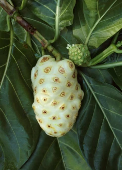 Sow Exotic Noni (Morinda Citrifolia) Tropical Fruit & Spice Trees 9 Sow Exotic Noni (Morinda Citrifolia) Tropical Fruit & Spice Trees