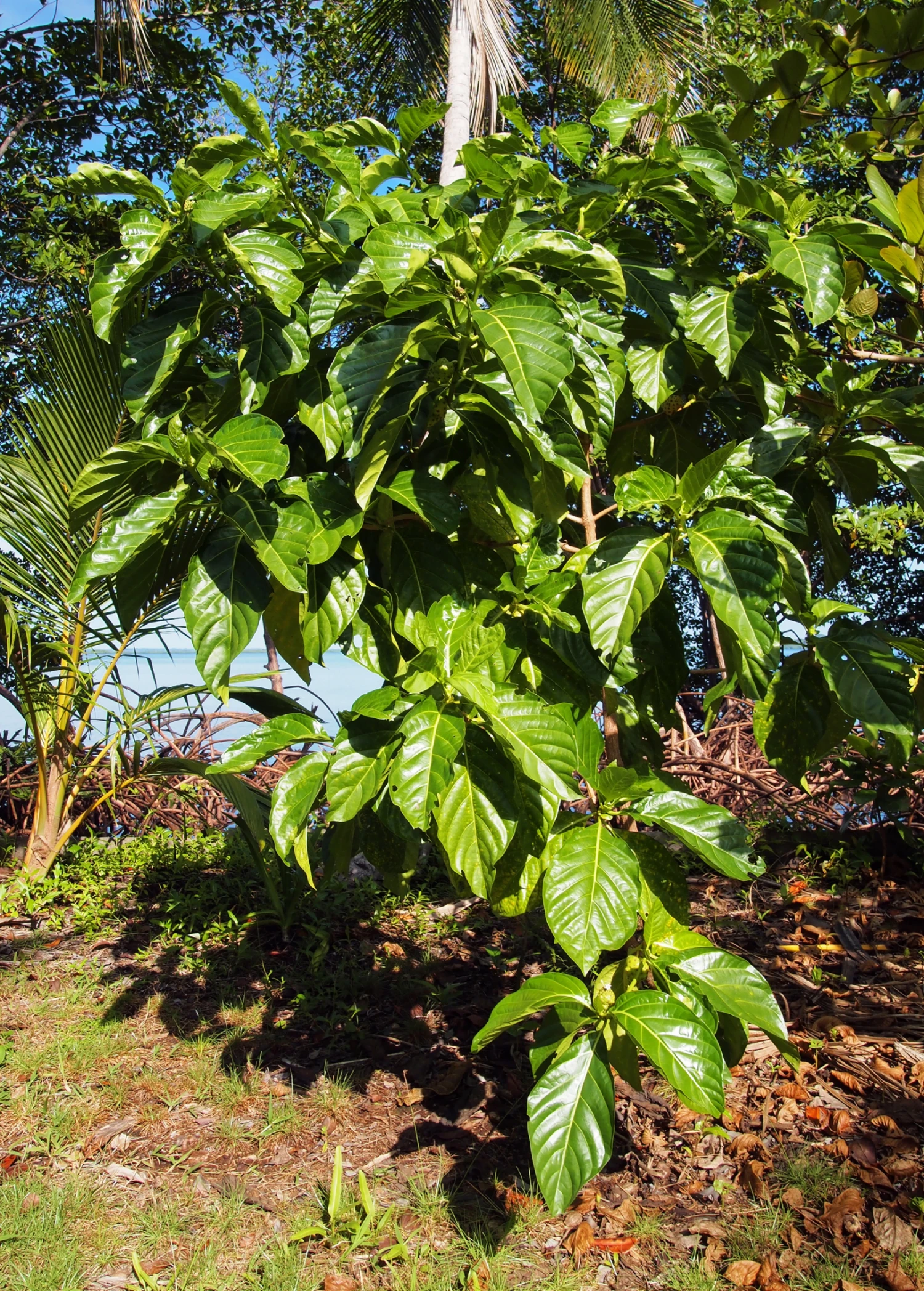 Sow Exotic Noni (Morinda Citrifolia) Tropical Fruit & Spice Trees 4 Sow Exotic Noni (Morinda Citrifolia) Tropical Fruit & Spice Trees