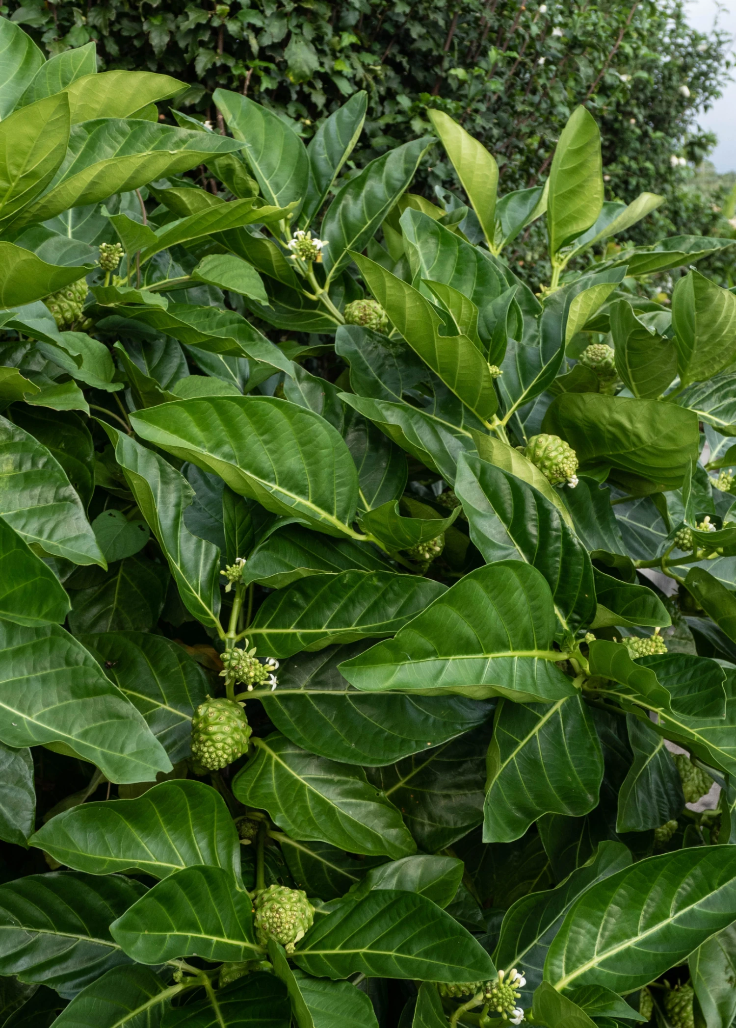 Sow Exotic Noni (Morinda Citrifolia) Tropical Fruit & Spice Trees 2 Sow Exotic Noni (Morinda Citrifolia) Tropical Fruit & Spice Trees