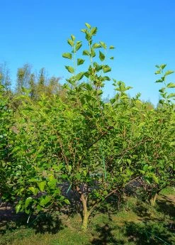 Sow Exotic Mulberry 'Shangri La' (Morus Alba X Rubra) Tropical Fruit & Spice Trees 9 Sow Exotic Mulberry 'Shangri La' (Morus Alba X Rubra) Tropical Fruit & Spice Trees