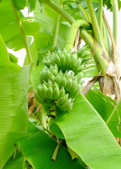 Sow Exotic Banana 'Dwarf Nam Wah' (Musa) Tropical Fruit & Spice Trees