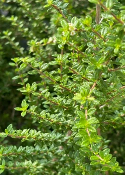 Sow Exotic Moujean Tea, Bahama Berry (Nashia Inaguensis) Medicinal & Culinary Herbs