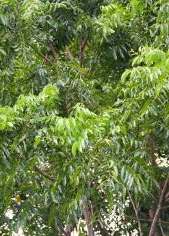 Sow Exotic Medicinal & Culinary Herbs Neem Tree (Azadirachta Indica)