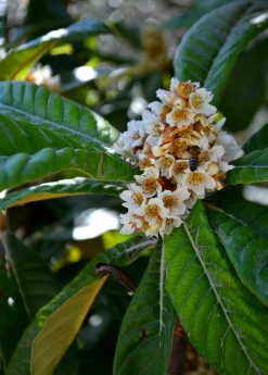 Sow Exotic Loquat 'Italy' (Eriobotrya Japonica) Tropical Fruit & Spice Trees