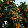 Sow Exotic Loquat 'Italy' (Eriobotrya Japonica) Tropical Fruit & Spice Trees