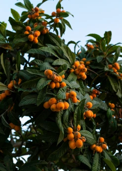 Sow Exotic Loquat 'Italy' (Eriobotrya Japonica) Tropical Fruit & Spice Trees
