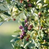 Sow Exotic Tropical Fruit & Spice Trees Olive 'Arbequina' (Olea Europea)