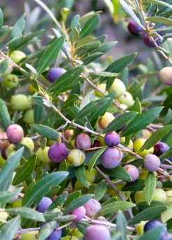 Sow Exotic Tropical Fruit & Spice Trees Olive 'Arbequina' (Olea Europea)