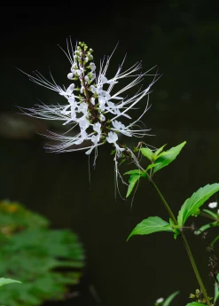 Sow Exotic Java Tea (Orthosiphon Stamineus)