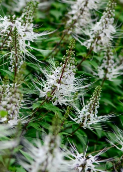 Sow Exotic Java Tea (Orthosiphon Stamineus)