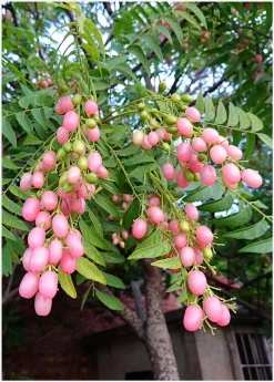 Sow Exotic Pink Wampee (Clausena Excavata) Tropical Fruit & Spice Trees