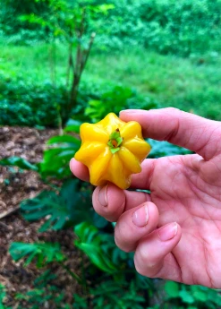 Sow Exotic Pitangatuba (Eugenia Neonitida) 6 Sow Exotic Pitangatuba (Eugenia Neonitida)