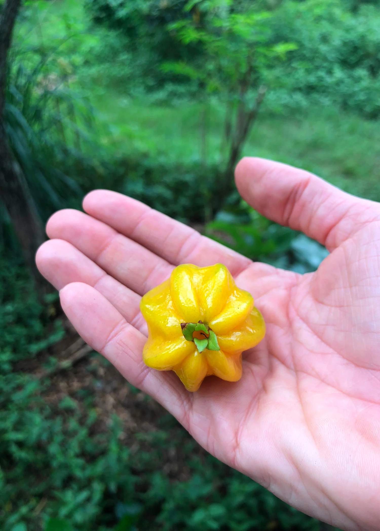 Sow Exotic Pitangatuba (Eugenia Neonitida) 4 Sow Exotic Pitangatuba (Eugenia Neonitida)