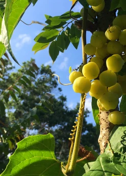 Sow Exotic Amla, Indian Gooseberry (Phyllanthus Emblica)