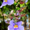 Sow Exotic Rang Jued (Thunbergia Laurifolia) Medicinal & Culinary Herbs