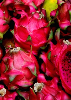 Sow Exotic Dragon Fruit, Red 'Tricia' (Hylocereus Polyrhizus)