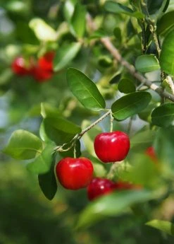 Sow Exotic Barbados Cherry (Malpighia Emarginata) Tropical Fruit & Spice Trees