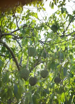 Sow Exotic Rollinia (Rollinia Deliciosa)