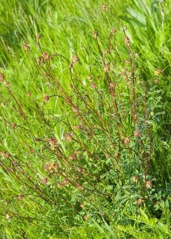 Sow Exotic Salad Burnet (Sanguisorba Minor)