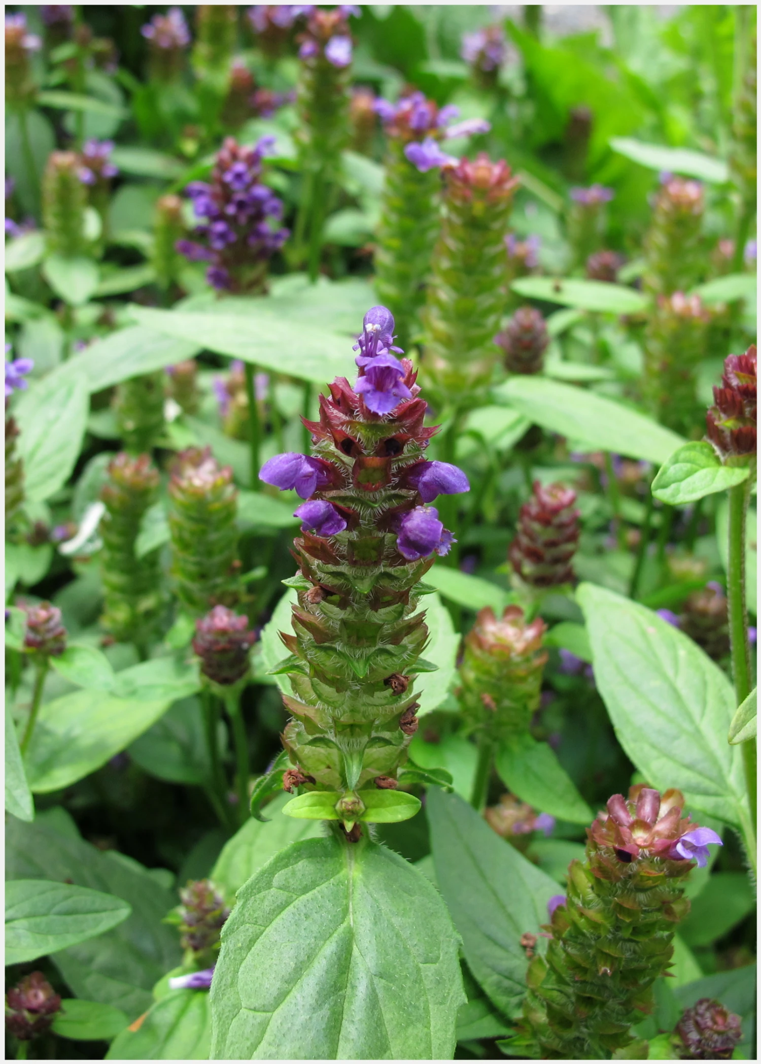 Sow Exotic Self Heal Herb (Prunella Vulgaris) Medicinal & Culinary Herbs 1 Sow Exotic Self Heal Herb (Prunella Vulgaris) Medicinal & Culinary Herbs