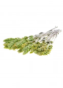 Sow Exotic Medicinal & Culinary Herbs Greek Mountain Tea (Sideritis Scardica)