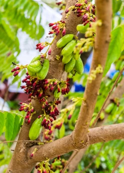 Sow Exotic Tropical Fruit & Spice Trees Bilimbi (Averrhoa Bilimbi) 6 Sow Exotic Tropical Fruit & Spice Trees Bilimbi (Averrhoa Bilimbi)