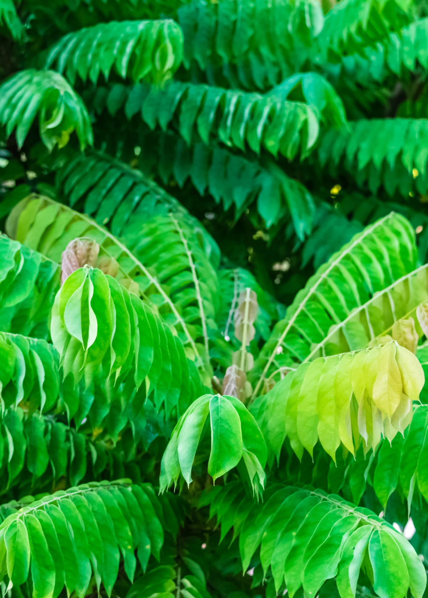 Sow Exotic Tropical Fruit & Spice Trees Bilimbi (Averrhoa Bilimbi) 2 Sow Exotic Tropical Fruit & Spice Trees Bilimbi (Averrhoa Bilimbi)