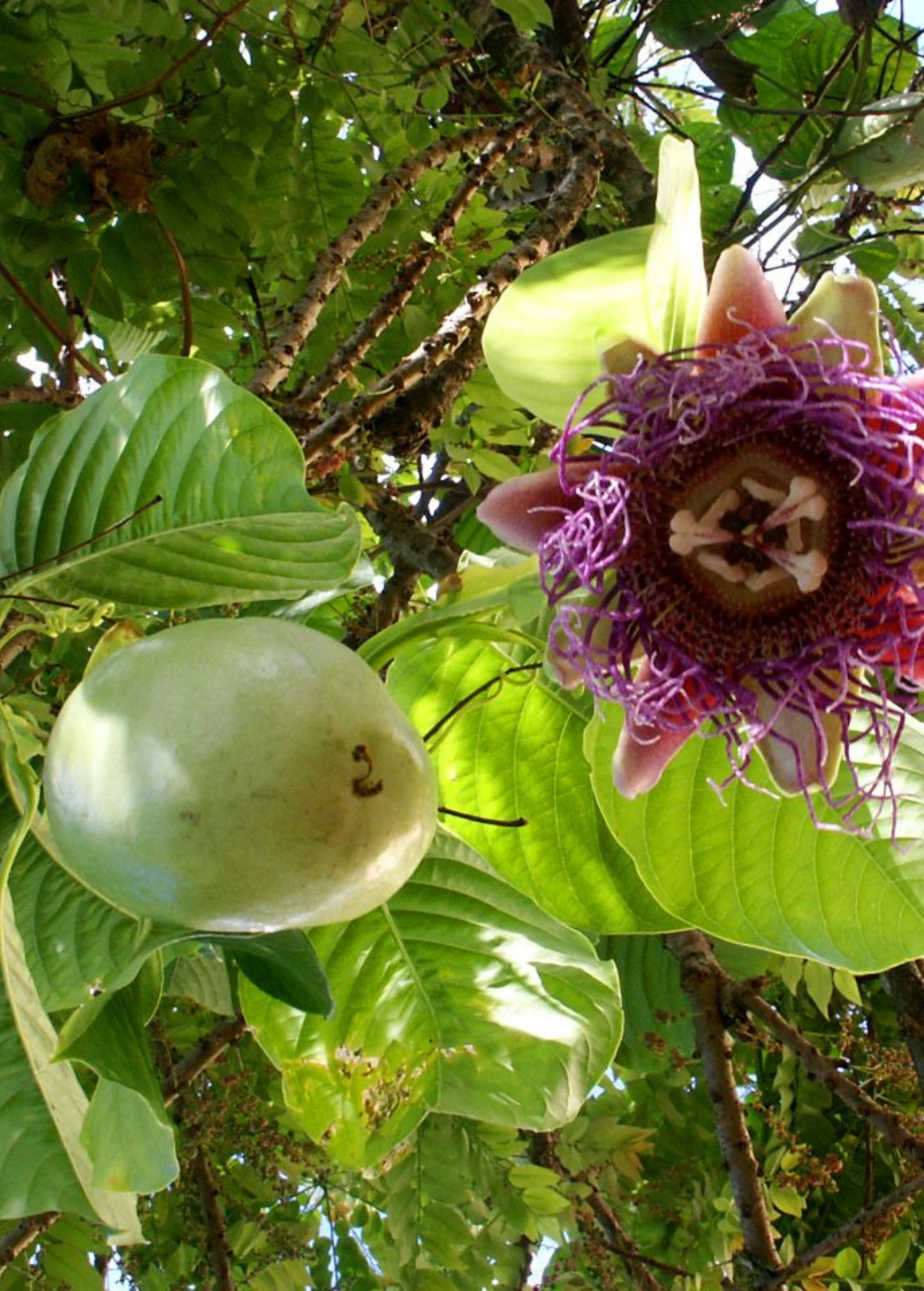 Sow Exotic Giant Granadilla (Passiflora Quadrangularis L.) 3 Sow Exotic Giant Granadilla (Passiflora Quadrangularis L.)