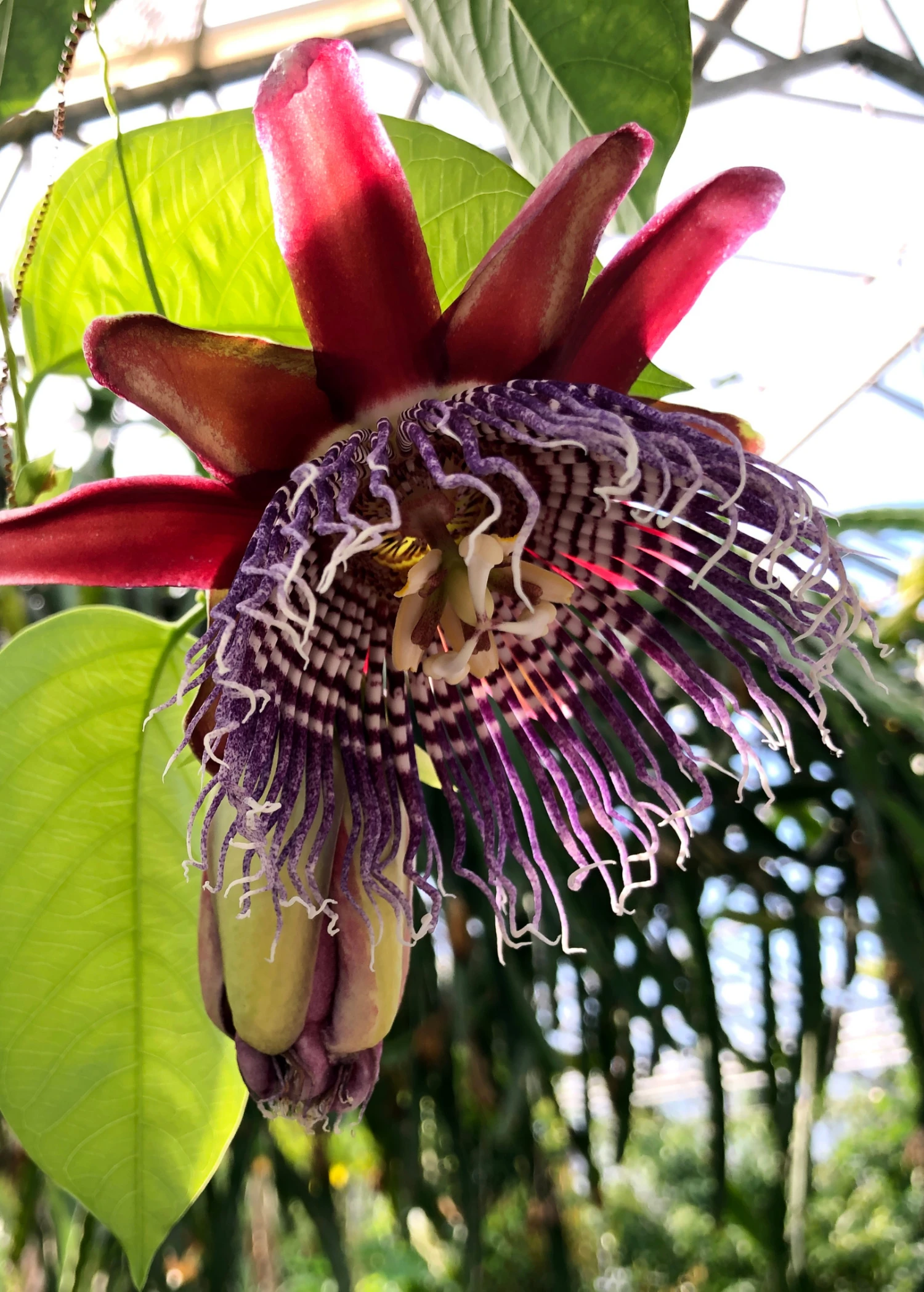 Sow Exotic Giant Granadilla (Passiflora Quadrangularis L.) 1 Sow Exotic Giant Granadilla (Passiflora Quadrangularis L.)