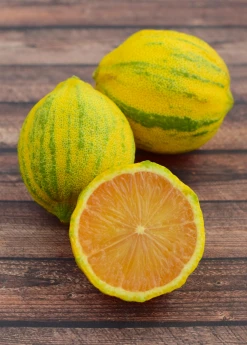 Sow Exotic Variegated Pink Lemon (Citrus × Limon) Tropical Fruit & Spice Trees 5 Sow Exotic Variegated Pink Lemon (Citrus × Limon) Tropical Fruit & Spice Trees