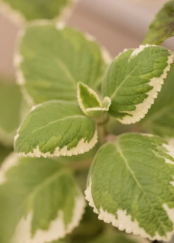 Sow Exotic Cuban Oregano, Variegated (Plectranthus Amboinicus)