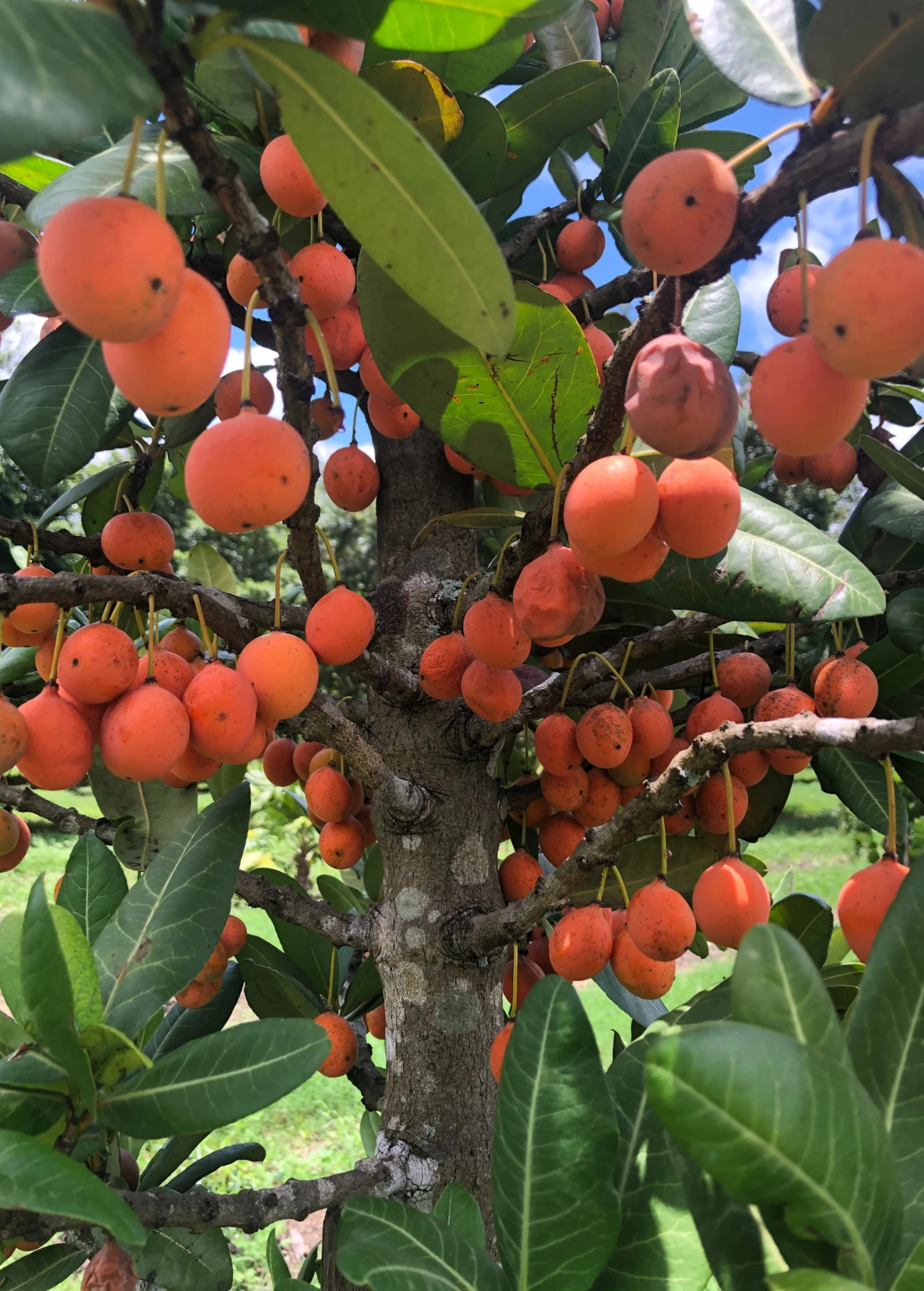 Sow Exotic Imbe (Garcinia Livingstonei) 4 Sow Exotic Imbe (Garcinia Livingstonei)