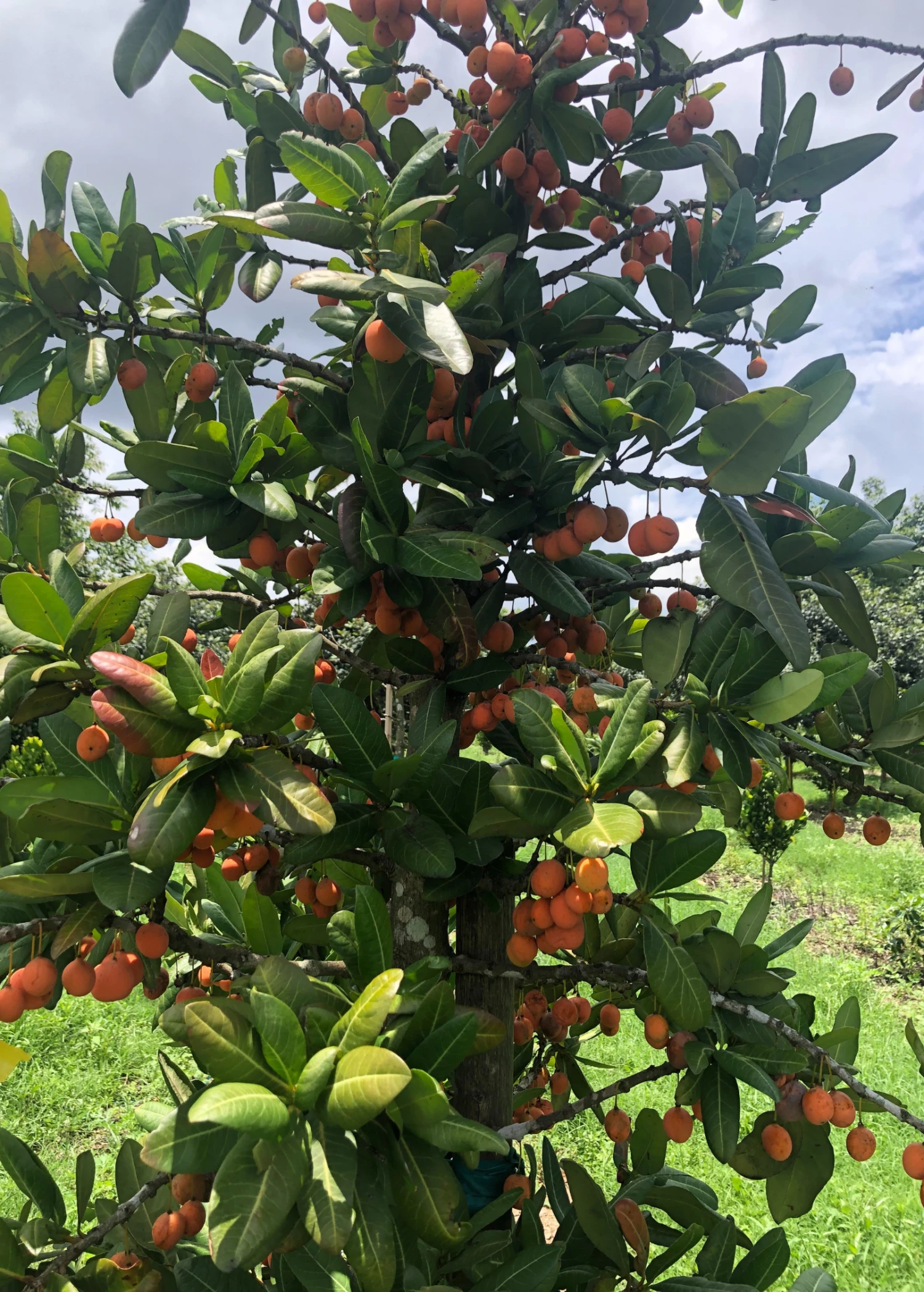 Sow Exotic Imbe (Garcinia Livingstonei) 3 Sow Exotic Imbe (Garcinia Livingstonei)