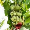 Sow Exotic Kokopo Banana (Musa Acuminata) Tropical Fruit & Spice Trees
