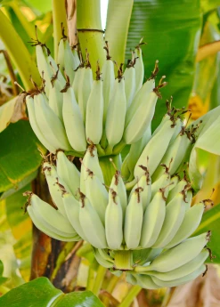 Sow Exotic Kokopo Banana (Musa Acuminata) Tropical Fruit & Spice Trees
