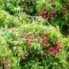 Sow Exotic Lychee 'Brewster' (Litchi Chinensis) Tropical Fruit & Spice Trees